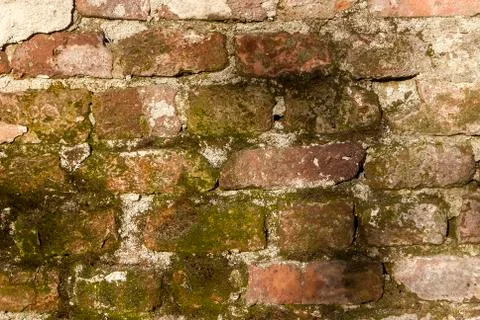 Old bricks moss wall Stock Photos