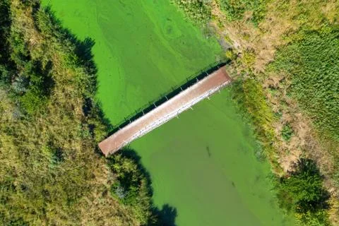 Old bridge and blooming algae in in the river. Stock Photos