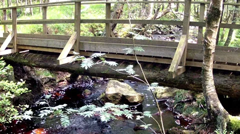 Old bridge over a small forest river in High Fens – Eifel Nature Park. Video stock 33961962
