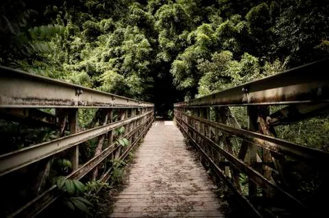 Old bridge in a rain forest Stock Photos