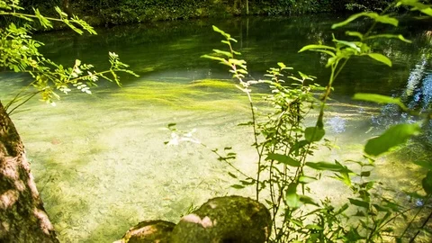 Old bridge through a calm mountain stream in the forest Stock-Footage 80998896