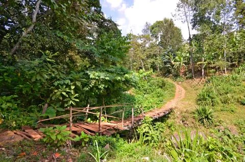 Old Bridge on a walking path in a jungle Fotos Stock