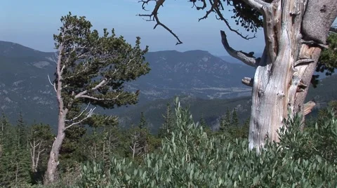 Old Bristle Cone Pine Trees Video stock 51054905