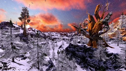 Old Bristlecone Pine on a snowy day Stock Footage 84945962