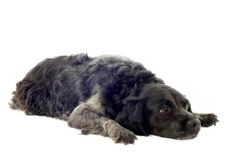 Old brittany spaniel Stock Photos