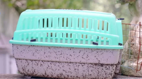 Old broken and abandoned pet carrier outdoor, dirty plastic transportation box Stock-Footage 296965622
