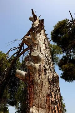 Old broken and dead pine infested with parasites Crete Greece Europe Stock Photos