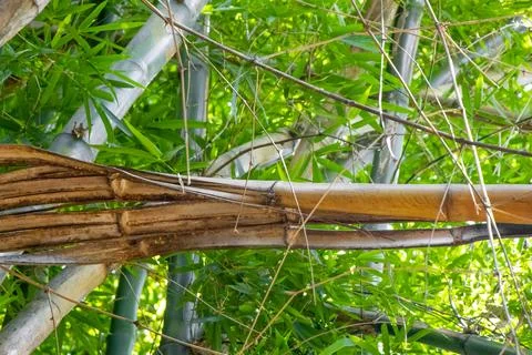 Old broken bamboo tree branch in tropical forest Brazil. Stock Photos