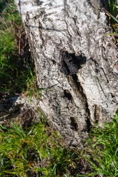 An old  broken birch tree in sunlight with forest ants on the bark Stock Photos