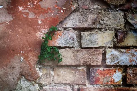 Old broken brick wall made of plaster. Old broken brick wall with cracked pla Stock Photos