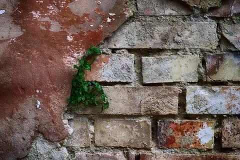 Old broken brick wall made of plaster. Old broken brick wall with cracked pla Stock Photos