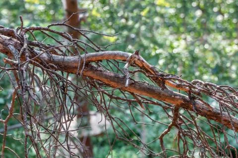 Old broken brown dry pine branch on the green blurred background with bokeh l Stock-Fotos