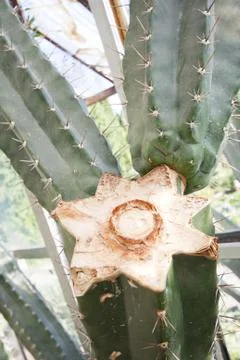 Old broken cactus Stock Photos
