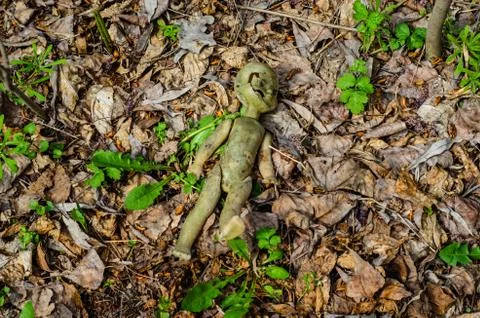 Old broken doll in forest Foto stock