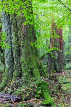 Old broken linden tree in fall Foto stock