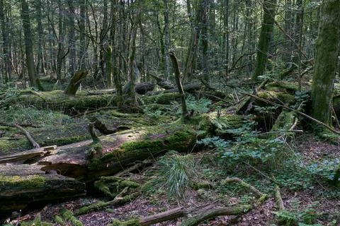 Old broken oak trees decline in sunrise light, Bialowieza Forest, Poland, Eur Stock Photos