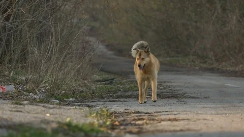 The old broken road in the forest, over which runs a red dog.Chernobyl2017 Video stock 75242226