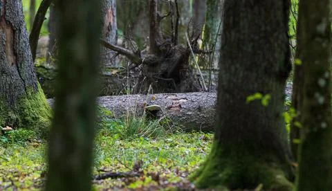 Old broken spruce log lying in background with single fungus, Bialowieza Fore Stock Photos