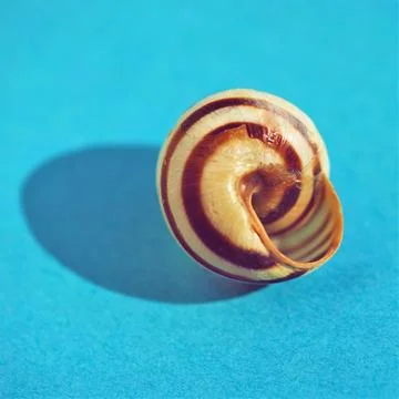 Old broken striped seashell on blue table Stock Photos
