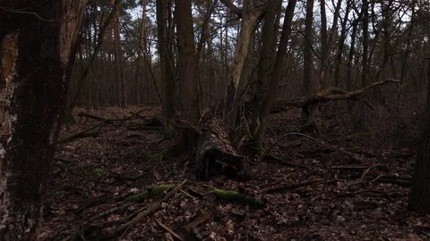 Old broken tree after lightning in the forest Stock Footage 123978988