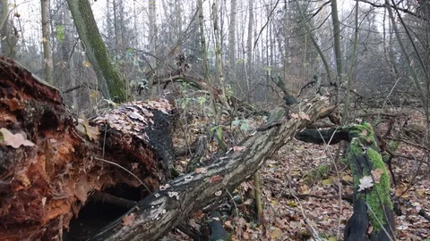 Old broken tree after storm in the forest Video stock 120648309