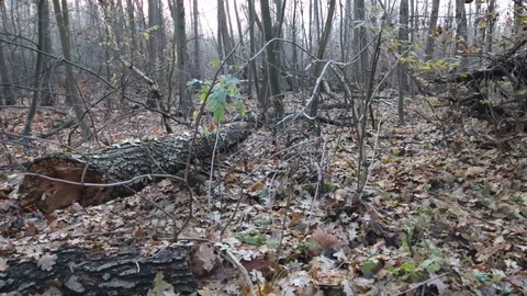 Old broken tree after the storm in the forest Stock Footage 120648444