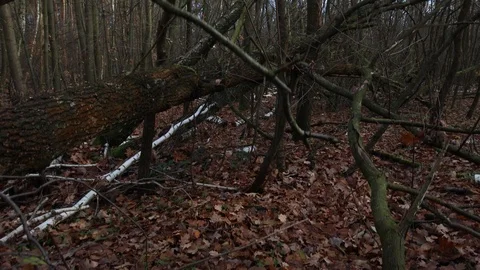 Old broken tree after the storm in the forest Stock Footage 120648498