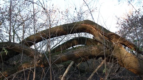 Old broken tree after storm lying in the forest 스톡 동영상 121468142