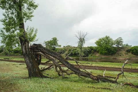 An old, broken tree against the backdrop of a peaceful rural landscape. Stock Photos
