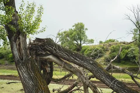 An old, broken tree against the backdrop of a peaceful rural landscape. Stock Photos