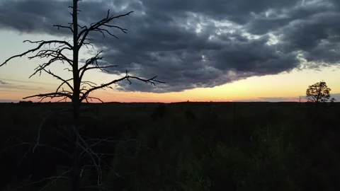 Old broken tree and storm clouds above the taiga forest, Siberia. Aerial view Stock Footage 302110628