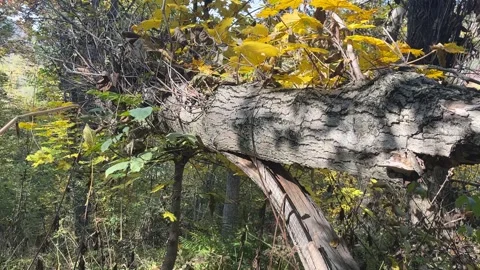 Old Broken Tree in Autumn Walnut Grove near Almaty Stock Footage 342331219