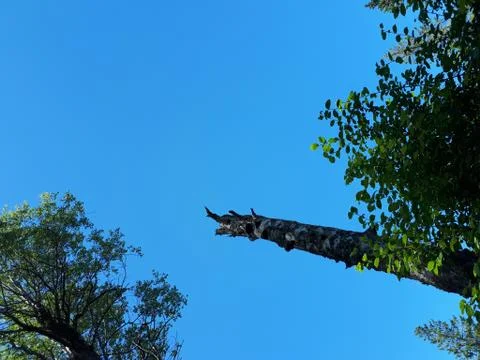 Old broken tree on a background of blue sky Stock Photos