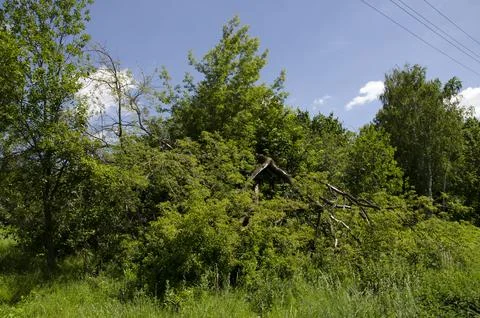 Old broken tree on the background of green grass and blue sky. Stock Photos