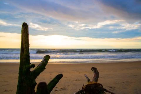 Old broken tree on the beach Stock Photos