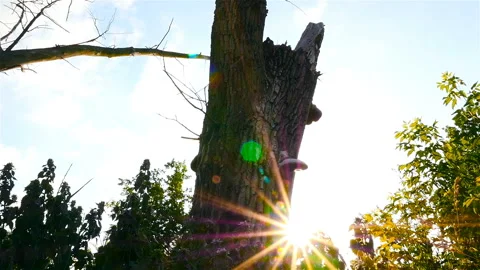 Old broken tree. Beautiful rays of the sun Stock Footage 91391114