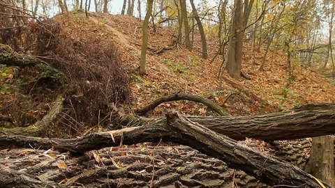 Old broken tree Stock Footage 119044720
