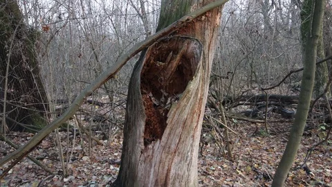 Old broken tree Video stock 120462423