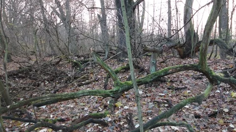 Old broken tree Stock Footage 120648017