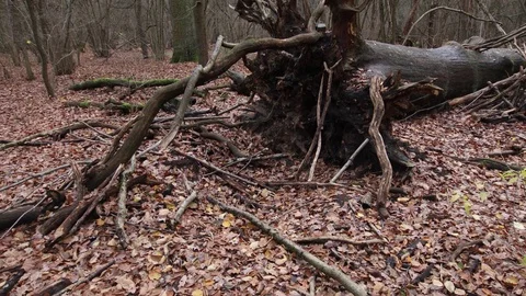 Old broken tree Video stock 120649488