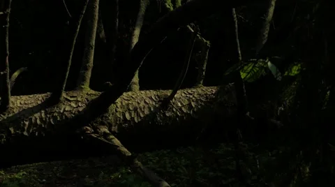 Old broken tree in the forest. fir-tree Video stock 67435611