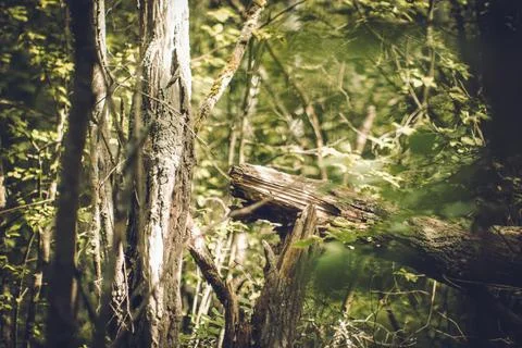 Old Broken Tree in Forest Stock Photos