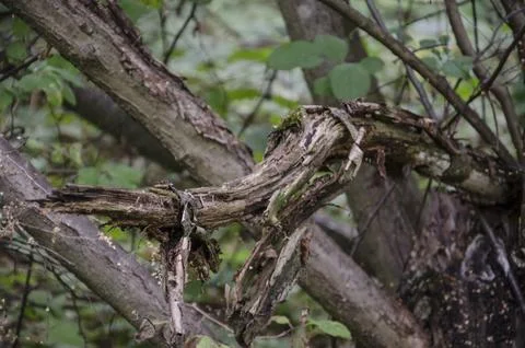 Old broken tree in the forest. Selective focus and shallow depth of field. Stock Photos