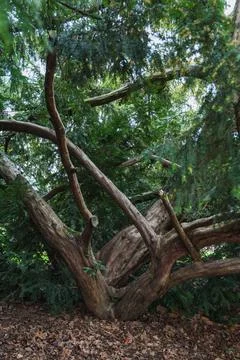 Old broken tree in the forest. Shallow depth of field. Stock Photos