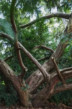 Old broken tree in the forest. Shallow depth of field. Stock Photos