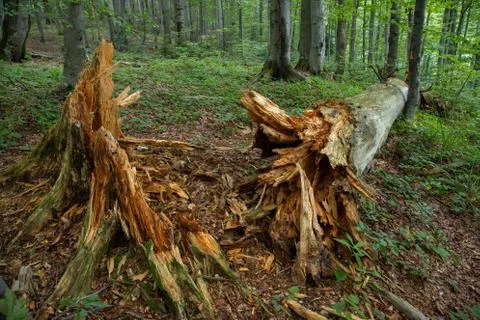 Old broken tree laying on the ground with wood rotting around. Stock Photos