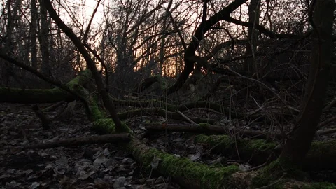 Old broken tree with moss Stock Footage 123978727