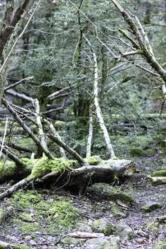 Old broken tree Stock Photos
