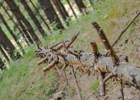 Old broken tree pine in the forest. Stock Photos