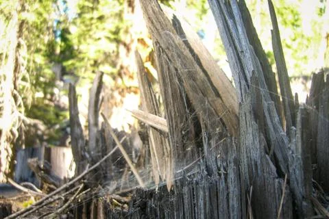 Old broken tree with spider net Foto stock